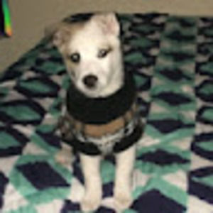 Meet your Posher, Rihanna